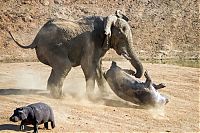 Fauna & Flora: angry elephant attacks a hippopotamus