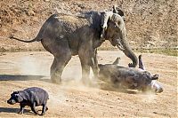 Fauna & Flora: angry elephant attacks a hippopotamus