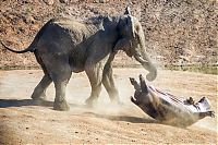 Fauna & Flora: angry elephant attacks a hippopotamus