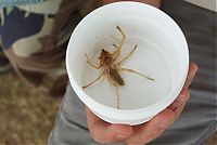 Fauna & Flora: solifugae, camel spiders