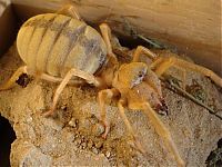 Fauna & Flora: solifugae, camel spiders