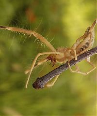 Fauna & Flora: solifugae, camel spiders