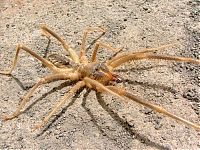 Fauna & Flora: solifugae, camel spiders