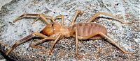 TopRq.com search results: solifugae, camel spiders