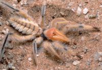 Fauna & Flora: solifugae, camel spiders