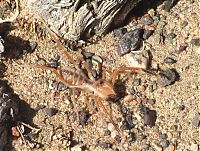 Fauna & Flora: solifugae, camel spiders