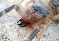 Fauna & Flora: solifugae, camel spiders