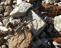 Fauna & Flora: solifugae, camel spiders