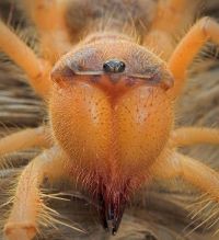 Fauna & Flora: solifugae, camel spiders