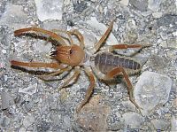 Fauna & Flora: solifugae, camel spiders