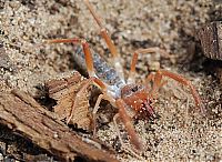 Fauna & Flora: solifugae, camel spiders