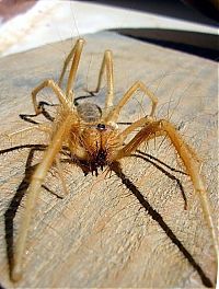 Fauna & Flora: solifugae, camel spiders