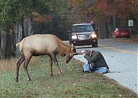 TopRq.com search results: Elk attacks a photographer, Great Smoky Mountains National Park, North Carolina, Tennessee, United States