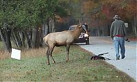 Fauna & Flora: Elk attacks a photographer, Great Smoky Mountains National Park, North Carolina, Tennessee, United States
