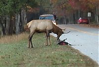 TopRq.com search results: Elk attacks a photographer, Great Smoky Mountains National Park, North Carolina, Tennessee, United States