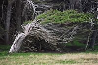 Fauna & Flora: Windswept Trees, Slope Point, South Island, New Zealand