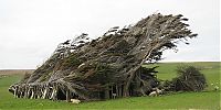 Fauna & Flora: Windswept Trees, Slope Point, South Island, New Zealand