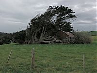 Fauna & Flora: Windswept Trees, Slope Point, South Island, New Zealand