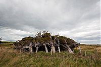 TopRq.com search results: Windswept Trees, Slope Point, South Island, New Zealand