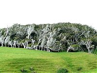 Fauna & Flora: Windswept Trees, Slope Point, South Island, New Zealand