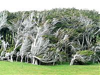 Fauna & Flora: Windswept Trees, Slope Point, South Island, New Zealand