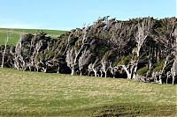 TopRq.com search results: Windswept Trees, Slope Point, South Island, New Zealand