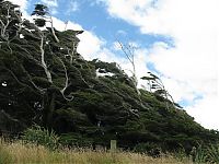 TopRq.com search results: Windswept Trees, Slope Point, South Island, New Zealand