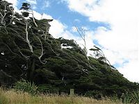 Fauna & Flora: Windswept Trees, Slope Point, South Island, New Zealand