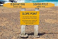 Fauna & Flora: Windswept Trees, Slope Point, South Island, New Zealand