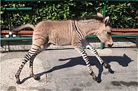 Fauna & Flora: zonkey, zebra donkey hybrid