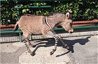 Fauna & Flora: zonkey, zebra donkey hybrid