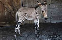 TopRq.com search results: zonkey, zebra donkey hybrid