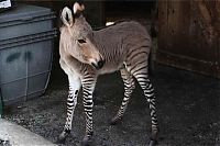 TopRq.com search results: zonkey, zebra donkey hybrid