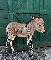 Fauna & Flora: zonkey, zebra donkey hybrid