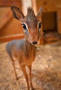 TopRq.com search results: neo, dik-dik tiny antelope