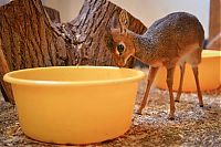 Fauna & Flora: neo, dik-dik tiny antelope