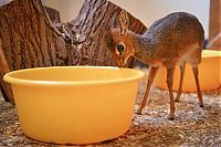 TopRq.com search results: neo, dik-dik tiny antelope