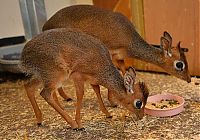 Fauna & Flora: neo, dik-dik tiny antelope