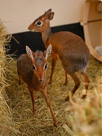 Fauna & Flora: neo, dik-dik tiny antelope