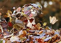 Fauna & Flora: lion cub playing in autumn leaves