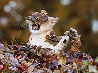 Fauna & Flora: lion cub playing in autumn leaves