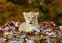 Fauna & Flora: lion cub playing in autumn leaves