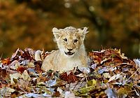 TopRq.com search results: lion cub playing in autumn leaves