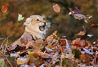 Fauna & Flora: lion cub playing in autumn leaves