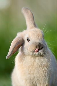 Fauna & Flora: cute bunny rabbit