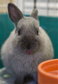 TopRq.com search results: cute bunny rabbit