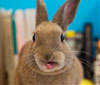 Fauna & Flora: cute bunny rabbit