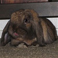 Fauna & Flora: cute bunny rabbit