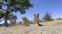 Fauna & Flora: Close lions photos by Chris McLennan, Botswana