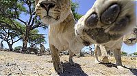 Fauna & Flora: Close lions photos by Chris McLennan, Botswana